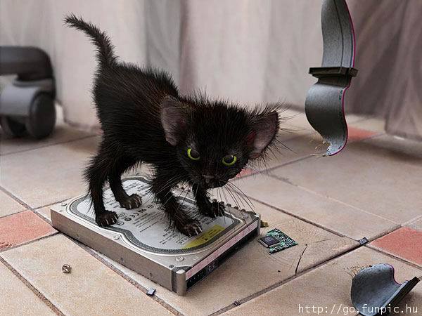 Cat saboteur.jpg
