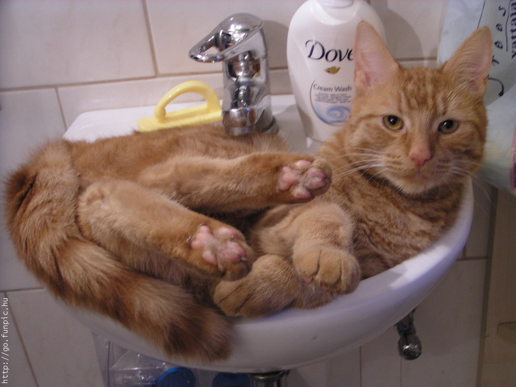Catinsink.jpg