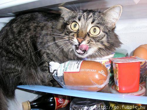 Catraidsthefrig.jpg