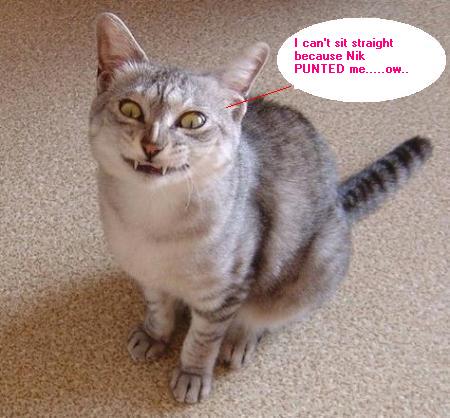 kittycat.jpg