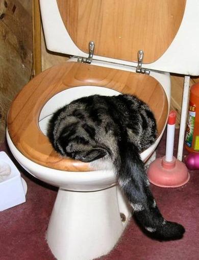 cathada..ghnight.jpg