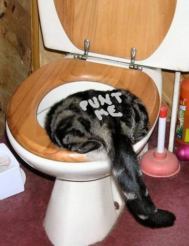 catintoilet1.jpg