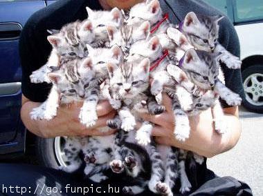 Catdelivery.jpg