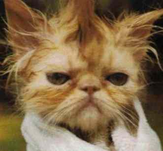 wetcat.jpg