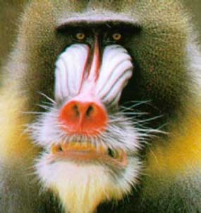 baboonface.jpg