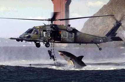 sharkattack.jpg