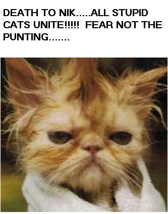 cat12.jpg