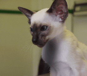 zzzzkittenFly2.gif