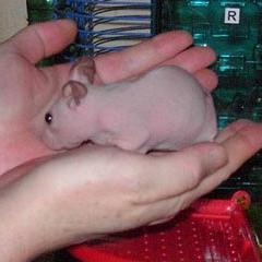 nakedhamster.jpg