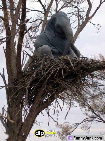 confusedelephant.jpg