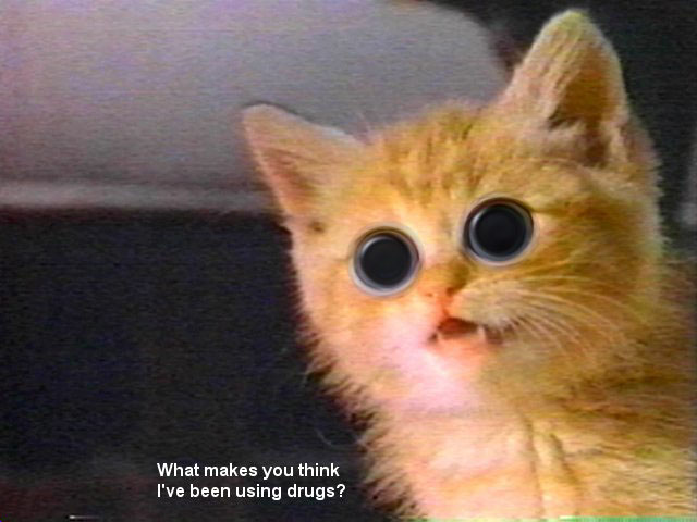 catondrugs.jpg
