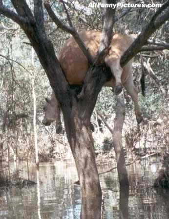 cowtree.jpg