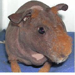 nakedguineapig.jpg