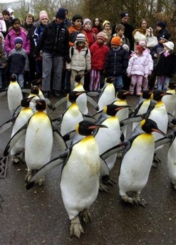 penguin_in_Sz.jpg