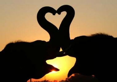 elephants.jpg