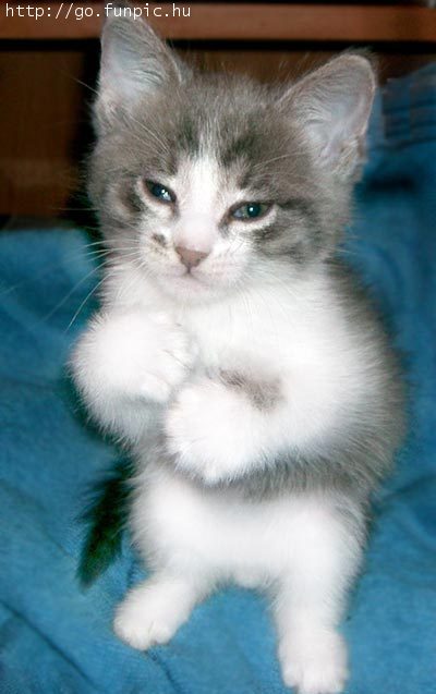 Kittyabouttofight.jpg