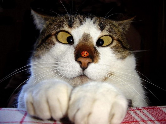 crosseyedcat1.jpg