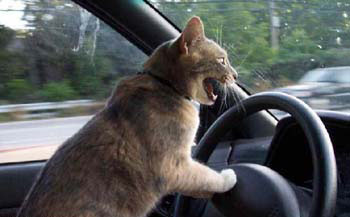 scareddrivingcat.jpg