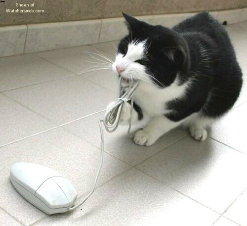 mouse.jpg