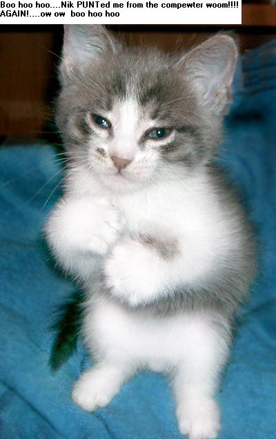 lilkit.jpg