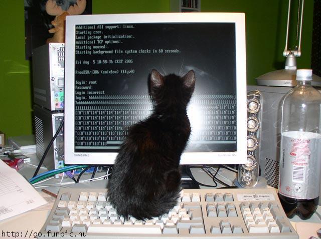 Catcrackerattack.jpg