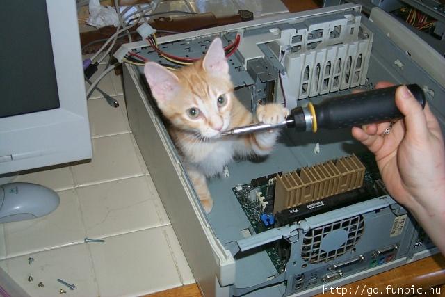 Catincomputer.jpg