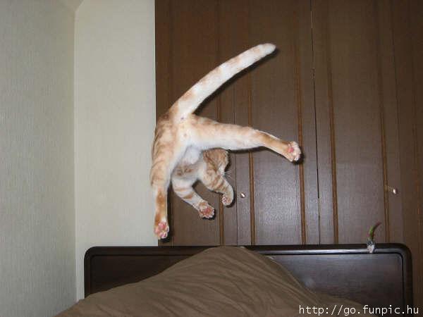 Catpunted2.jpg
