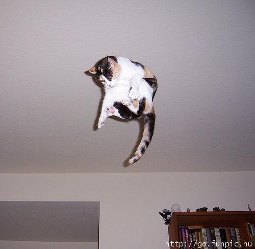 Catpunted.jpg