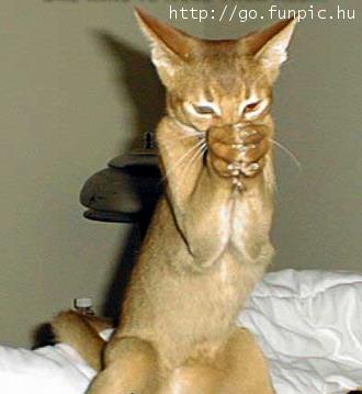 Catcrusher.jpg