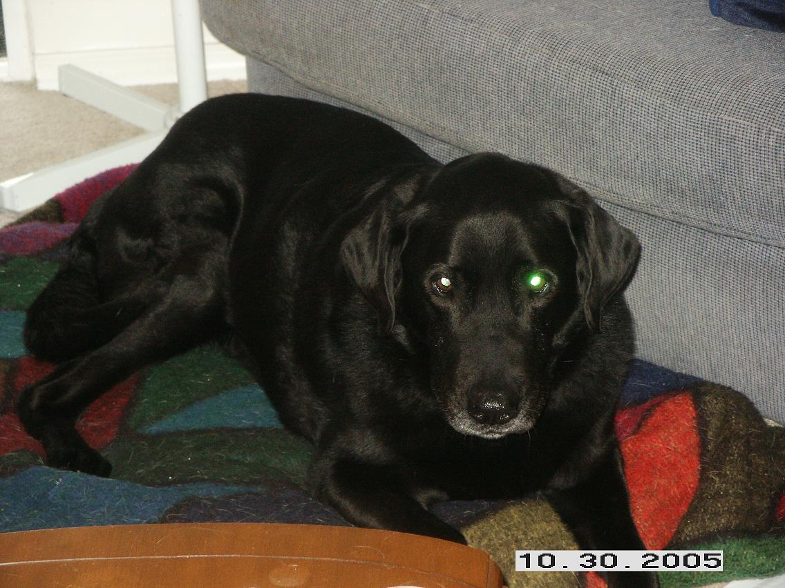 dogage2.jpg