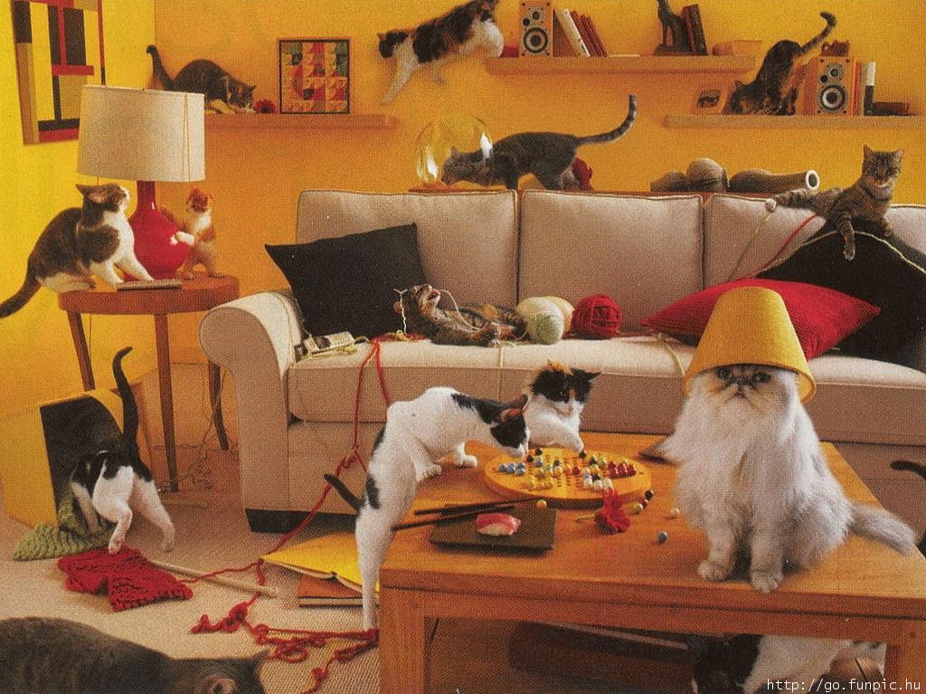Catsinth..partment.jpg