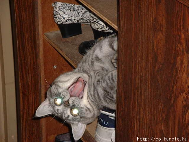 Catinshoecloset.jpg