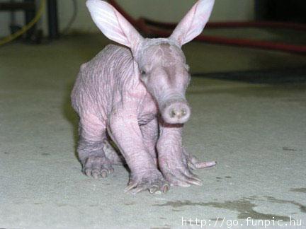Aardvark.jpg