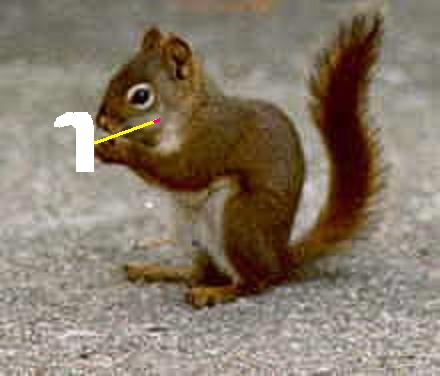 workersquirrel1.jpg