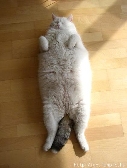 Catgrandslam.jpg