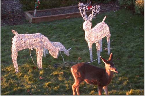 DeerDecoy.jpg