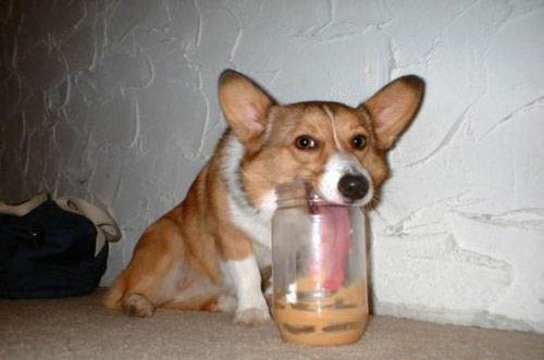 PB_Dog.jpg