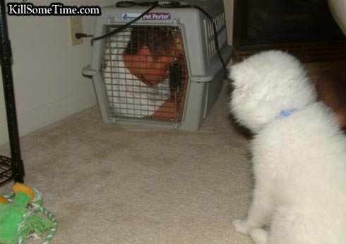 DogWar.jpg