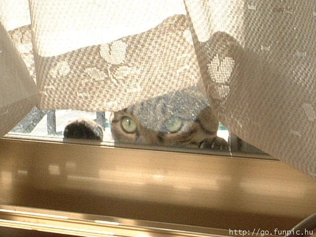 Catspy.jpg