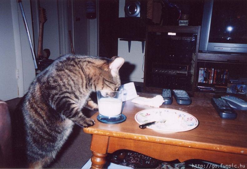 Catmilk.jpg
