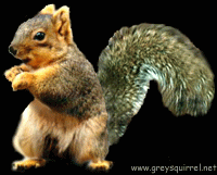 squirrel20dancer.gif