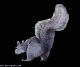squirrel20dancer2.gif