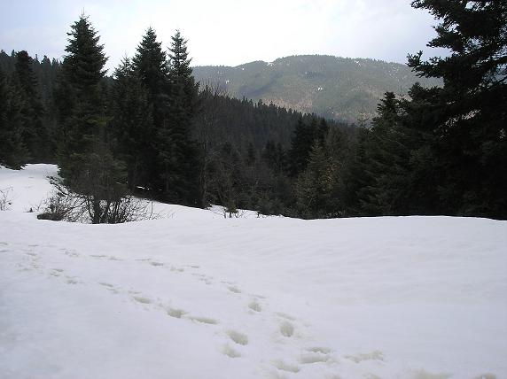 pindus.jpg