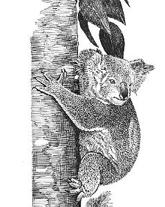 koala.jpg