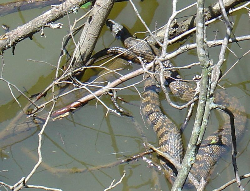 SnakeinPoi..Mocassin.jpg
