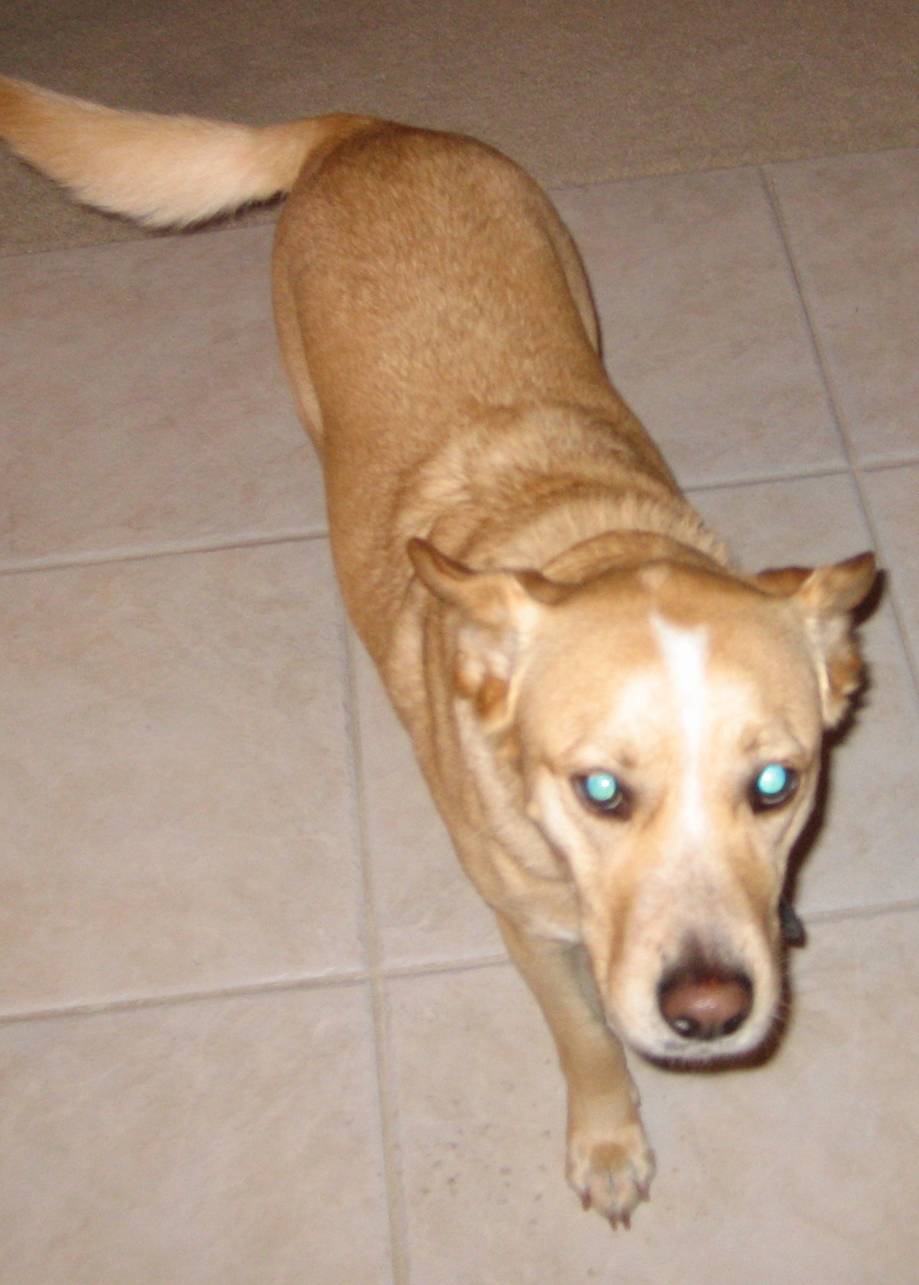 mydog.jpg