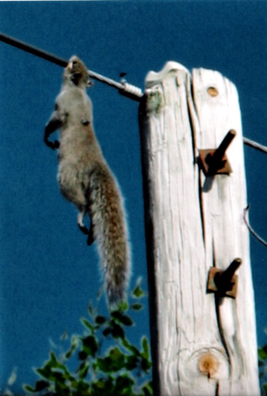 friedsquirrel.jpg