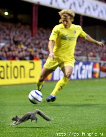 Squirrelsoccer.jpg