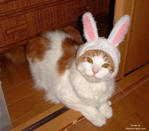 easterkitty.jpg