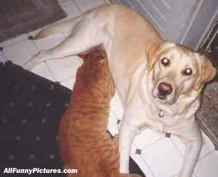 furryfriends.jpg